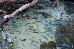 Tropical African Cichlid Pond.