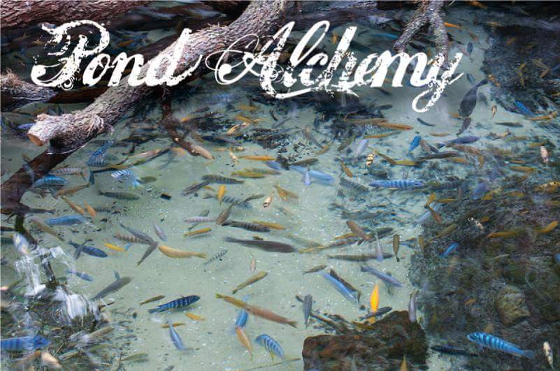 Miami Pond by Pond Alchemy