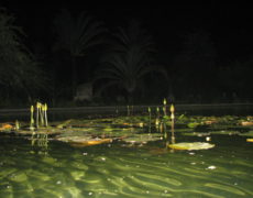 Pond Alchemy Miami