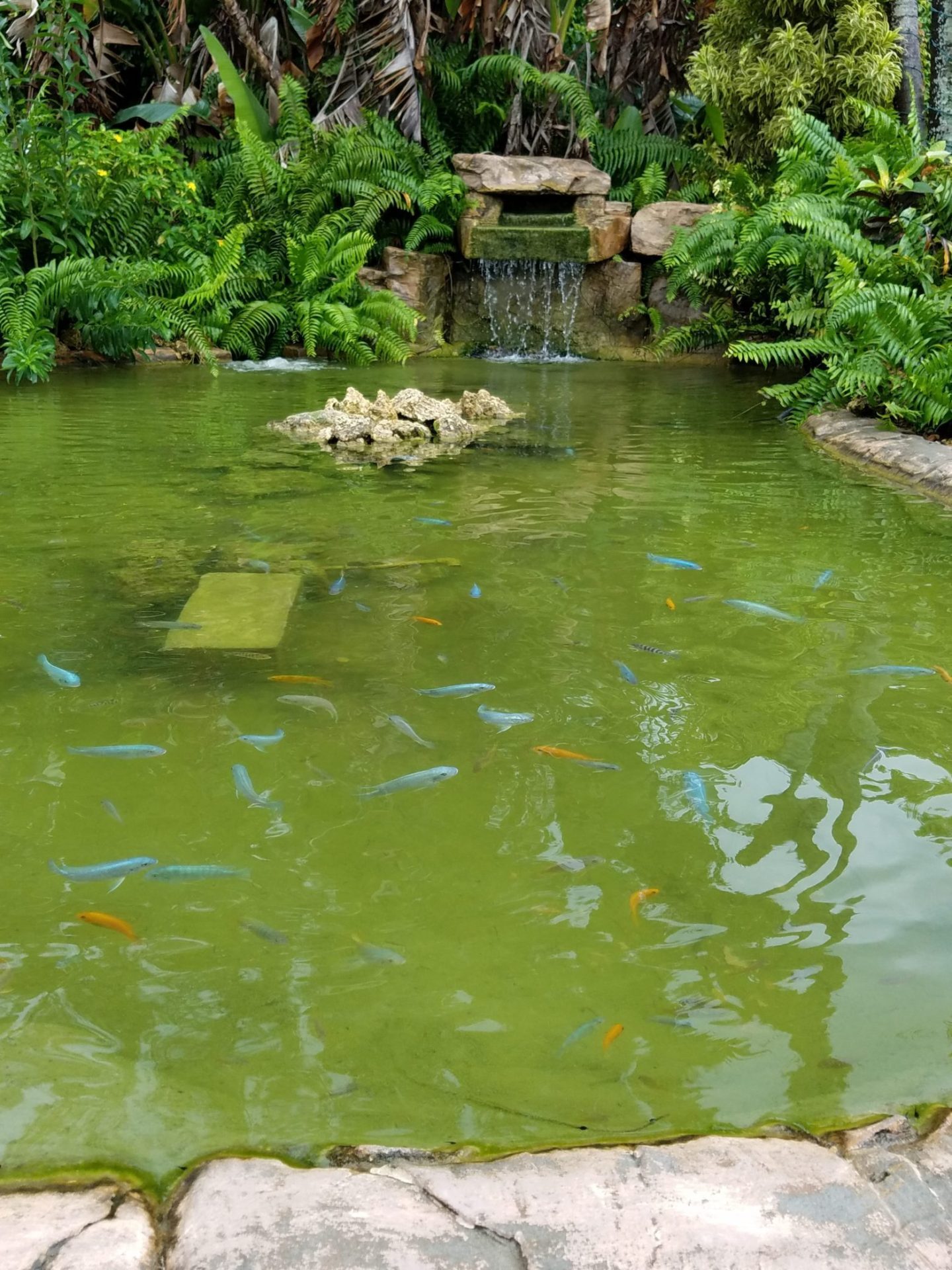 POND DESIGN Pond Alchemy