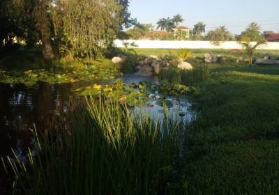 Natural Pond by Pond Alchemy